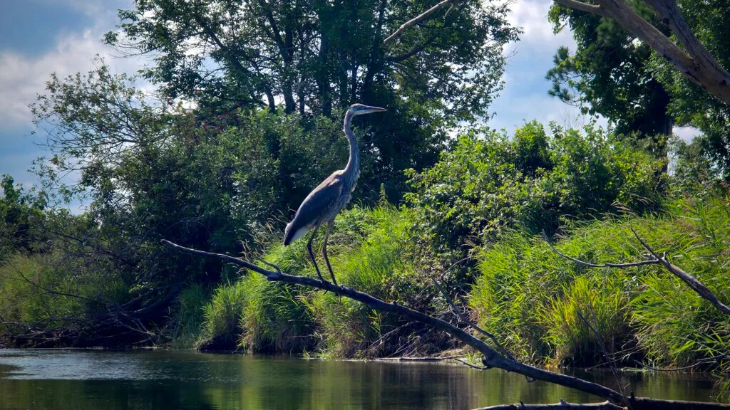 Blue egret on shore