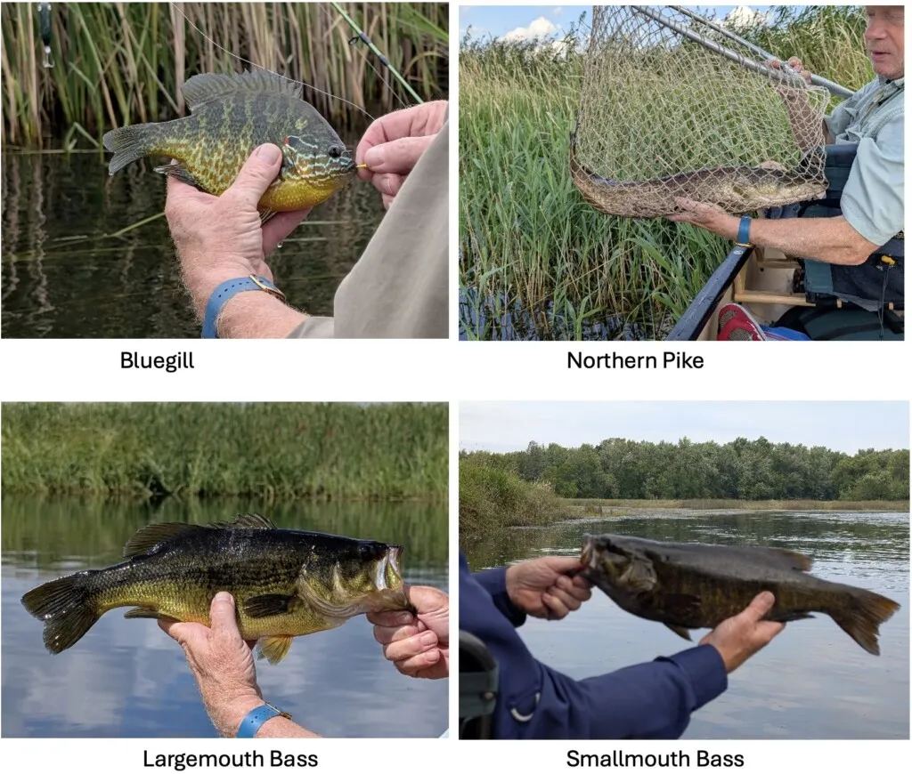 perch, rock bass and bass