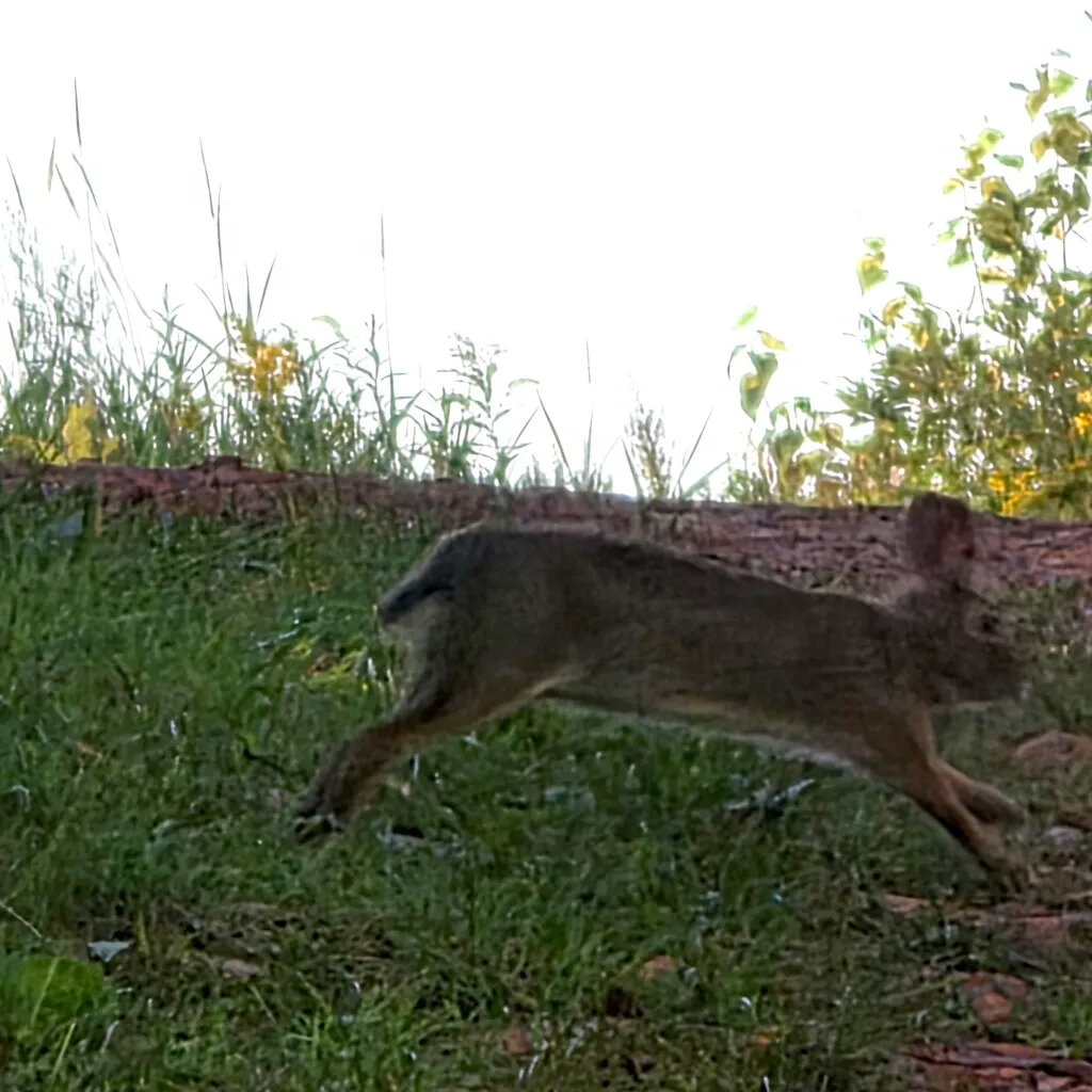 Schoolcraft State Park rabbit