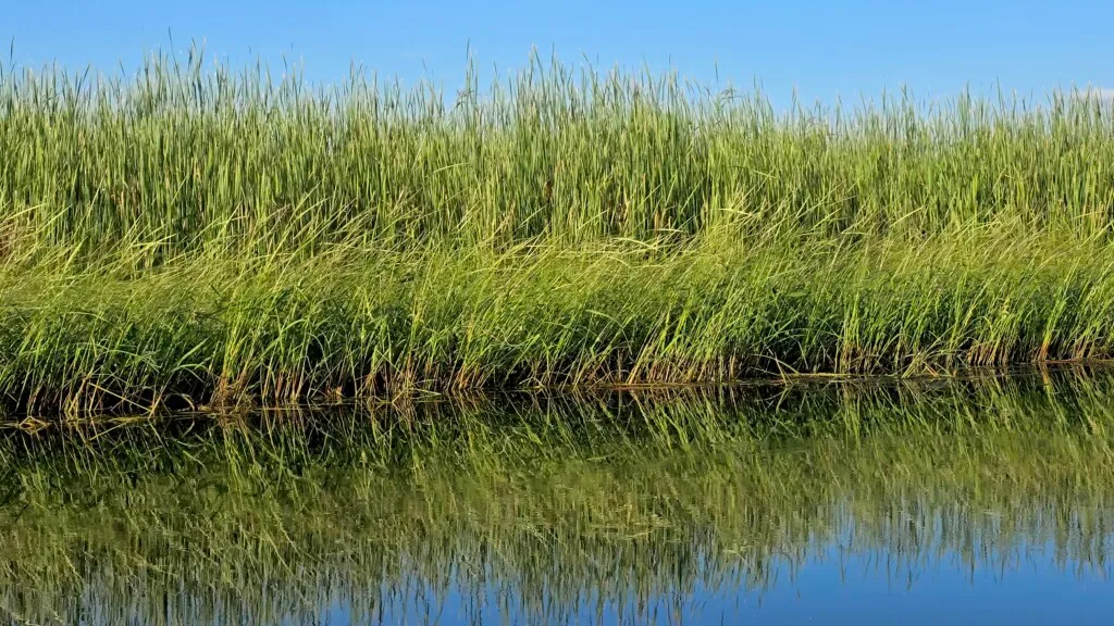ild rice and then cattails for as far as the eye could see